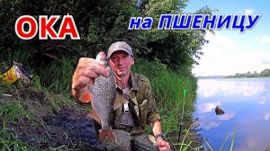 УДОЧКА и ПШЕНИЦА. Рыбалка на ОКЕ на СТУК.