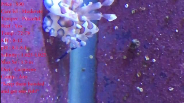 All About The Harlequin Shrimp смотреть онлайн