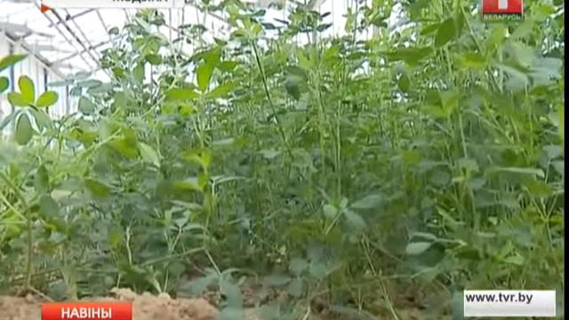 Ученые из Жодино стремятся вырастить белорусскую пшеницу твердых сортов смотреть онлайн