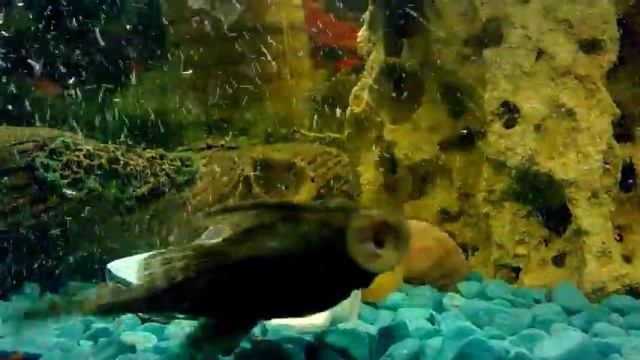 Морские Чудовища и Где Они Обитают смотреть онлайн