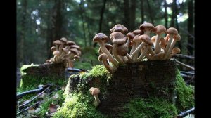 О грибах. Для детей.  Обучающее видео.