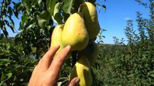 Превосходный сорт груши ПЬЕР КОРНЕЙЛЬ