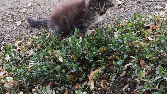 85 дней в гостях 4/5 - 25 июля смотреть онлайн