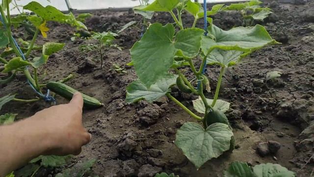 Мотоблок Кентавр відпочиває.Тракторець допомагає! смотреть онлайн