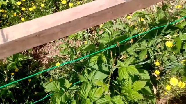 Los cuidados de la planta de frambuesa|•|[Rubus idaeus]|•|El cultivo de la frambuesa|•|5TaTemporada смотреть онлайн