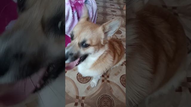 Ариша пристает к Лесе! #говрек #ариша #funny #dog #cat смотреть онлайн