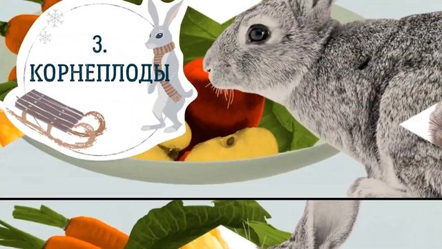Чем кормить кроликов. кроликов зимой?#кролики#еленазагороднаяжизнь смотреть онлайн