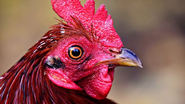 Курица пряталась от фермера – и он решил проверить ее гнездо… смотреть онлайн