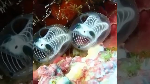 Асцидии — обитатели океана смотреть онлайн