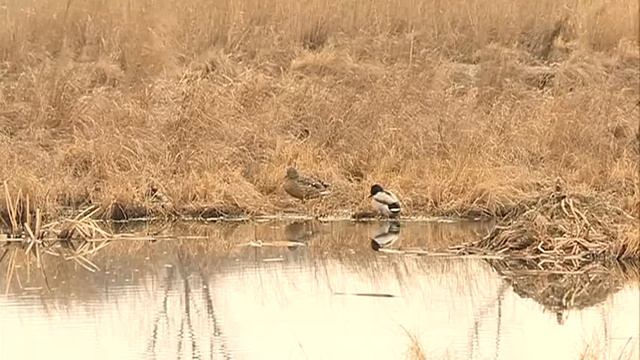 Кряквы облюбовали озеро на Междуречье смотреть онлайн