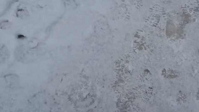 Чесапик бей ретривер. Лев, 4 мес. смотреть онлайн