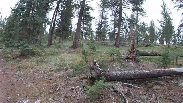 WHERE TO FIND BEARS IN JASPER NATIONAL PARK, CANADA |THE BEST WILDLIFE SPOTS IN 2020 |MAPS INCLUDED смотреть онлайн