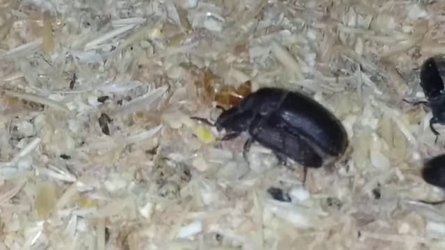 Mealworm beetles matting | Tenebrio molitor reproduccion смотреть онлайн