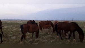 Жеребец кроет высокую кобылу....