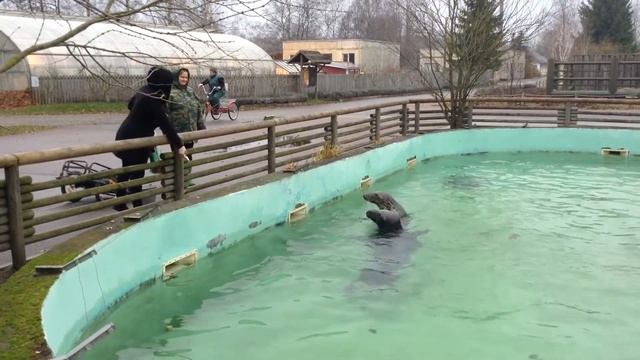 Тюлени кушают. Feeding the seals смотреть онлайн