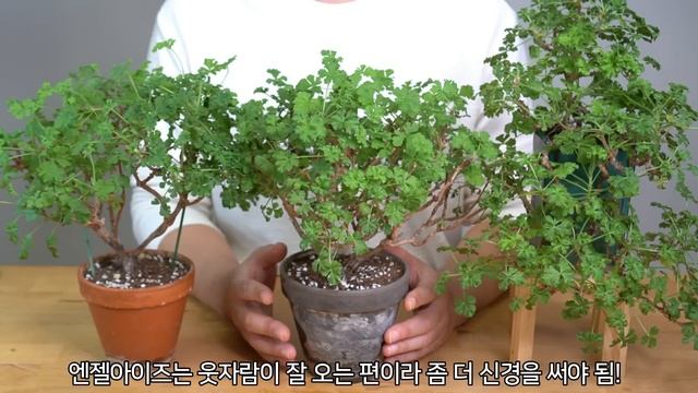 리갈계 제라늄 실패없이 겨울나기 / 꽃 잘피우기 / 저온처리 관리법 - 실내 정원 HomeGardening#pelargonium смотреть онлайн