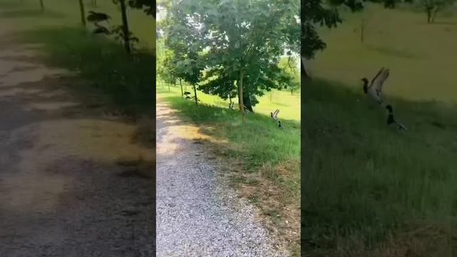 Замок Эркен#shorts смотреть онлайн