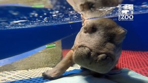 Baby Hippo Fiona's Special Moments:  Never-before-seen Videos from Care Team - Cincinnati Zoo