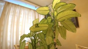 ДИФФЕНБАХИЯ. ВЫРАЩИВАНИЕ КРАСИВОЙ ГУСТОЙ ДИФФЕНБАХИИ