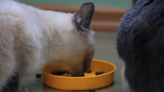 наша общая проблема 'Бездомные животные' смотреть онлайн