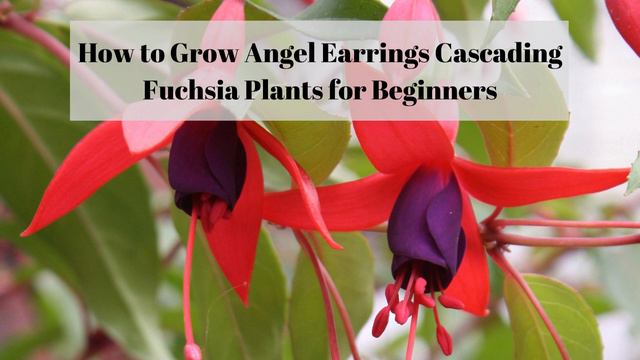 How to Grow Angel Earrings Cascading Fuchsia Plants (for Beginners) смотреть онлайн