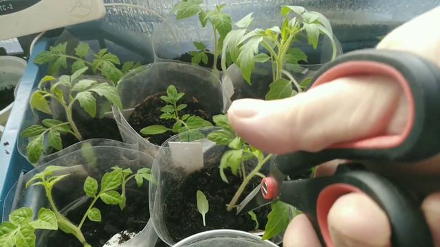 Эти меры СПАСУТ рассаду ТОМАТОВ 🍅от вытягивания.СПОСОБ работает на все 100👍Без ХИМПРЕПАРАТОВ. смотреть онлайн