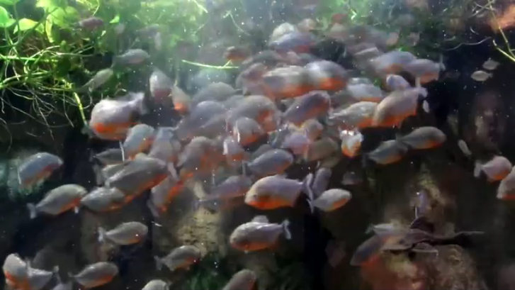 Обед пираний смотреть онлайн