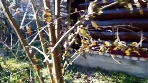 Дача. Что стало с олифой оксоль? 16.10.2021.