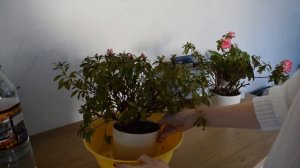 Полив Азалии - ответ на вопрос