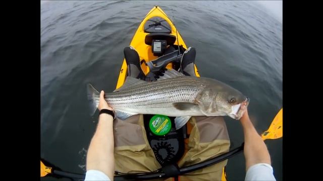 Striped Bass Fishing with Tube and Worm using Gulp смотреть онлайн
