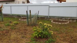 Рудбекия многолетняя рассеченная, посадка и уход. Рудбекия золотой шар.