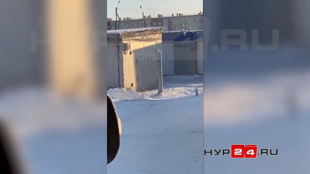 Песец в Новом Уренгое смотреть онлайн