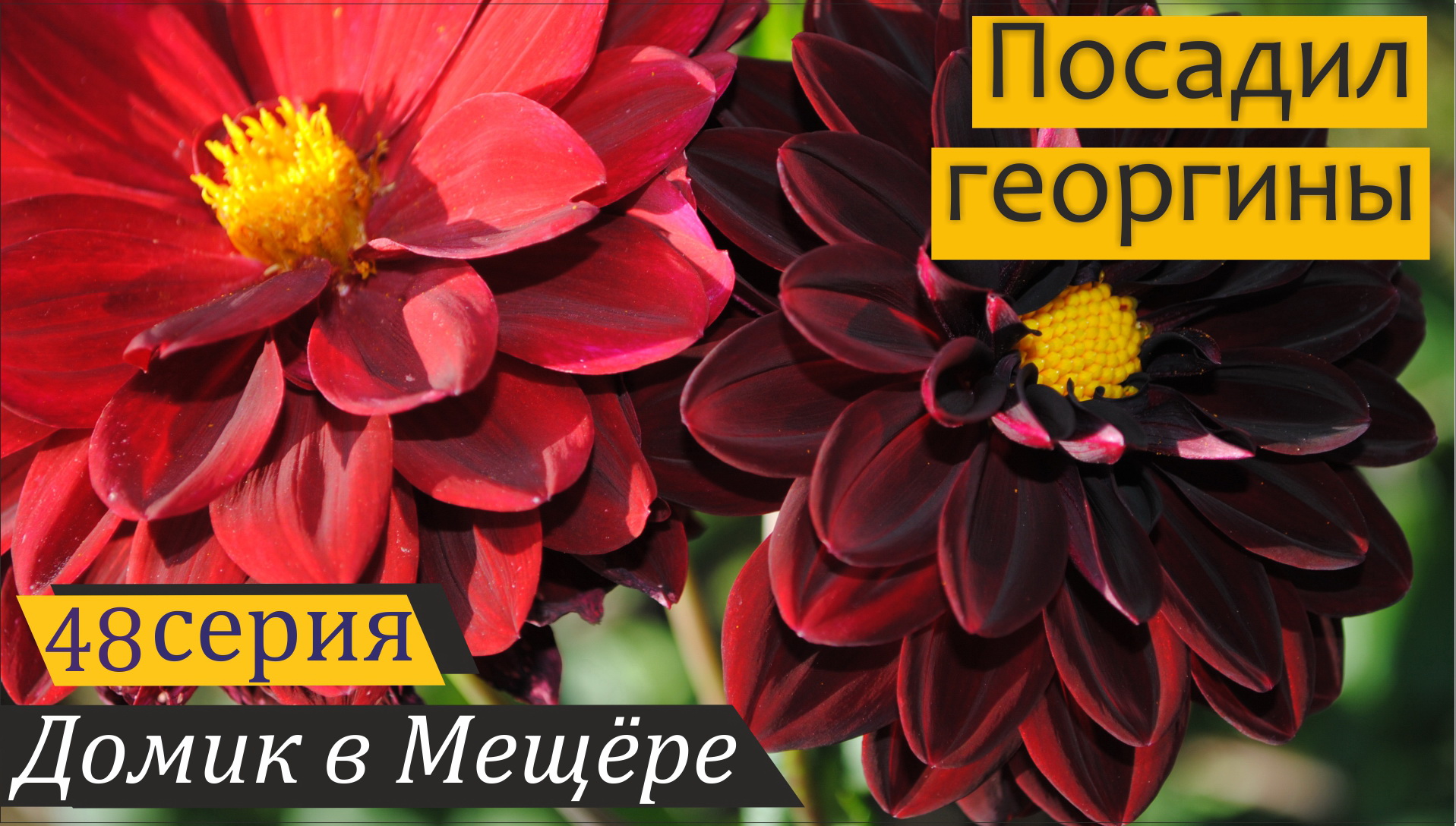 Украшаю участок георгинами. Выжили ли клубни из "Леруа Мерлен"? Домик в Мещёре, серия 48 смотреть онлайн