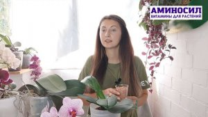 Неорганический грунт для орхидей не гниет и не вызывает гниль, - утверждает Ирина Давтян. @aminosil