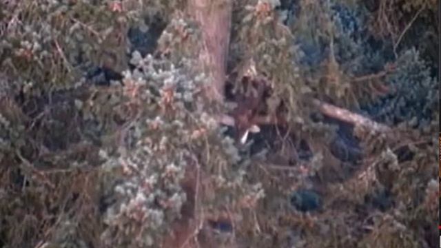 21:12 Churbles and Mr Em conversing 21:14 Both Eagles on the Constables tree смотреть онлайн