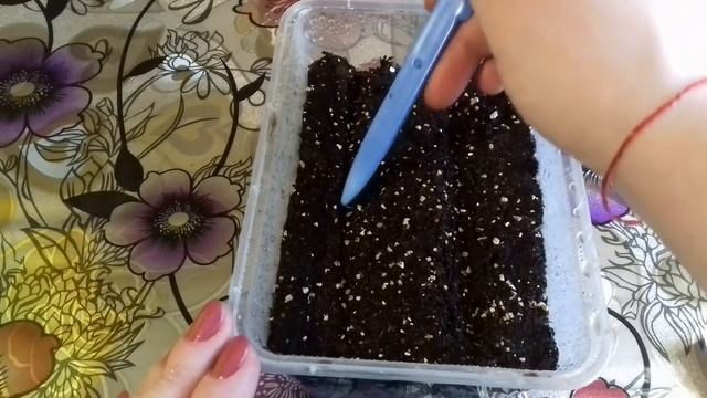 Левкой седой летний. Ошибки при посеве! смотреть онлайн