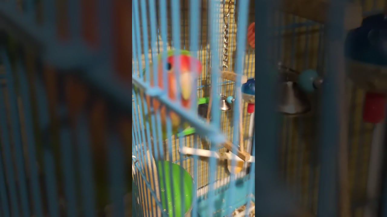 Первые слова птенца выкормыша Неразлучник говорит своё имя! смотреть онлайн