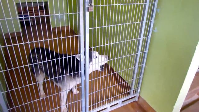 АМЕРИКА собачий приют и спасение ЖИВОТНЫХ - ДО СЛЕЗ 18.12.2014 смотреть онлайн