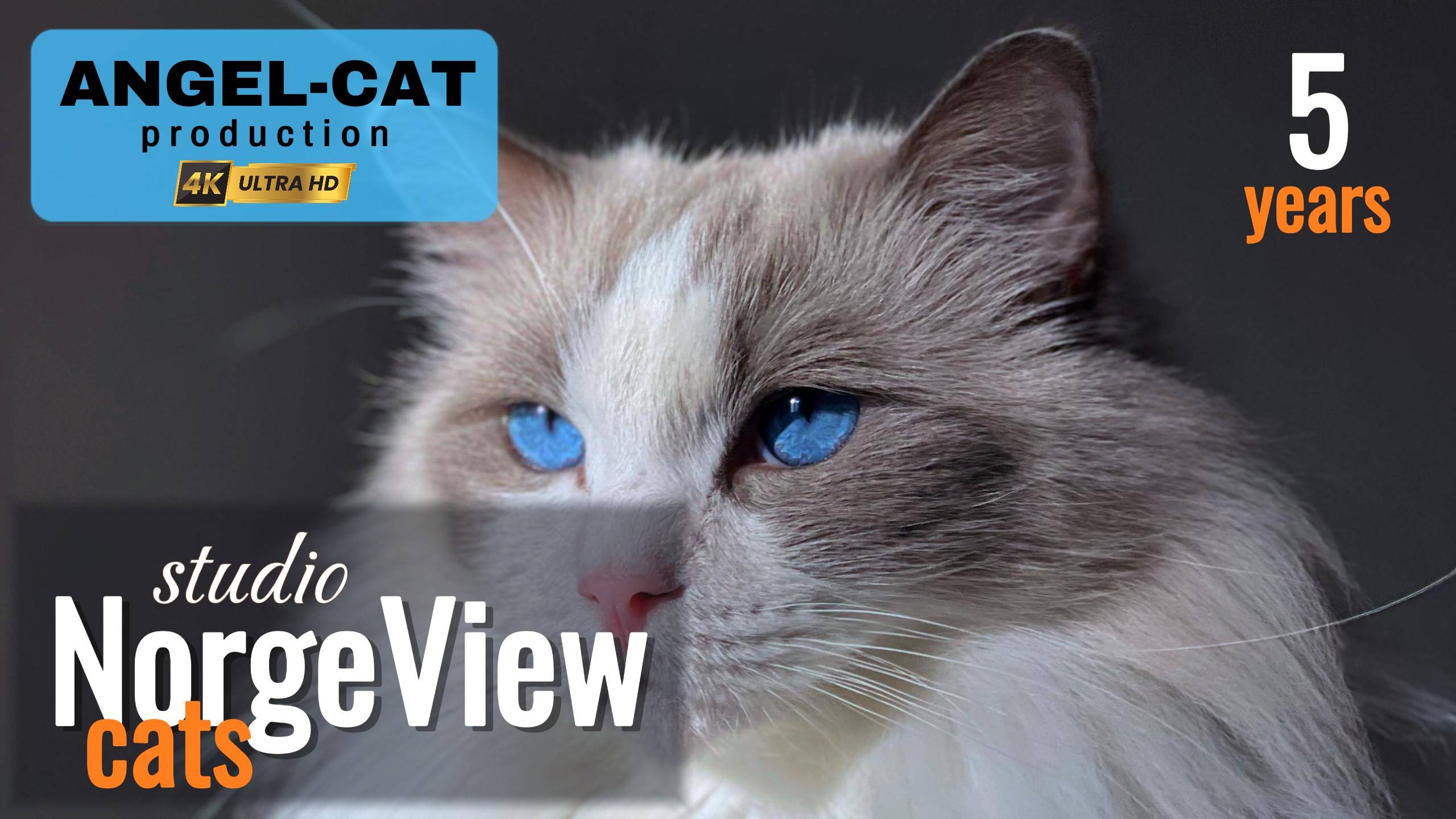 Angel's Birthday, 5 Years!