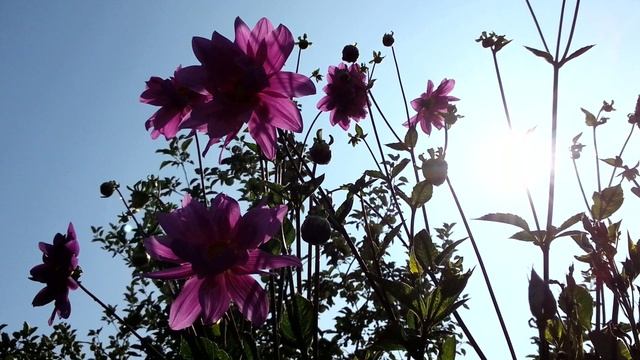 Гладиолус и георгин на фоне неба смотреть онлайн