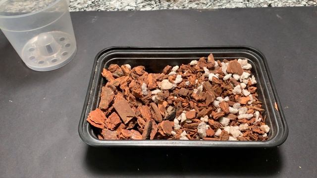 How Did This Get In This Orchid Pot? Rescue Phalaenopsis Get Repotted, Pot Sizing Addressed смотреть онлайн