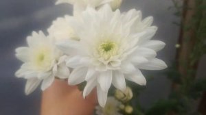 Эксперимент. Выращивание хризантемы из букета