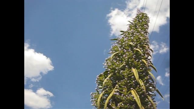 Introducing Echiums - Roger shows us how he successfully grows Echium Pinanina in the UK смотреть онлайн