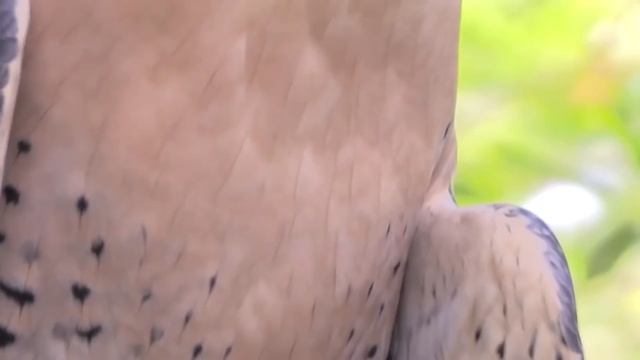 PEREGRINE FALCON - a dive fighter! The FASTEST animal on the planet! смотреть онлайн