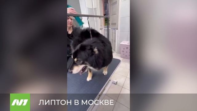 ЛИПТОН В МОСКВЕ смотреть онлайн