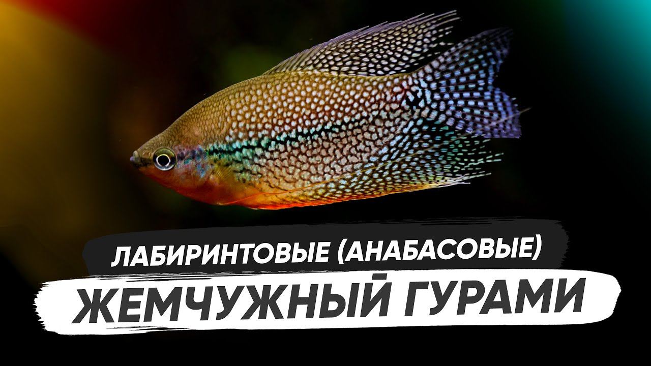 Жемчужный гурами - Trichopodus leerii. Содержание гурами, биотоп, кормление смотреть онлайн