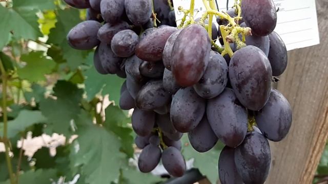 Виноград Каталония. 2020г. смотреть онлайн