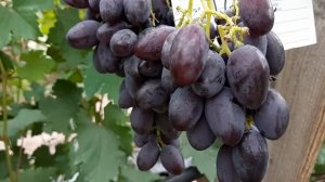 Виноград Каталония. 2020г.