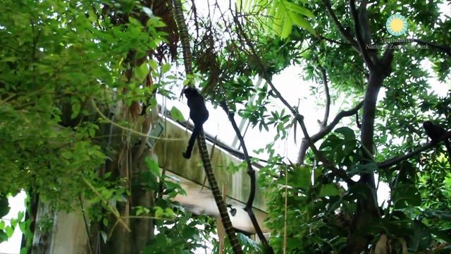 Jumping at the National Zoo Games смотреть онлайн