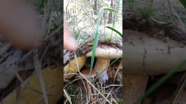 Белые бросаются под ноги (часть 4) #белыегрибы #белые #грибы #грибалка #грибы2023 #2023 #тихаяохота смотреть онлайн